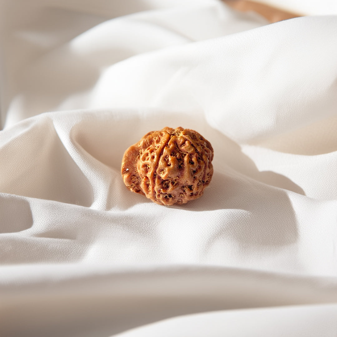 Ganesh Mukhi Rudraksha