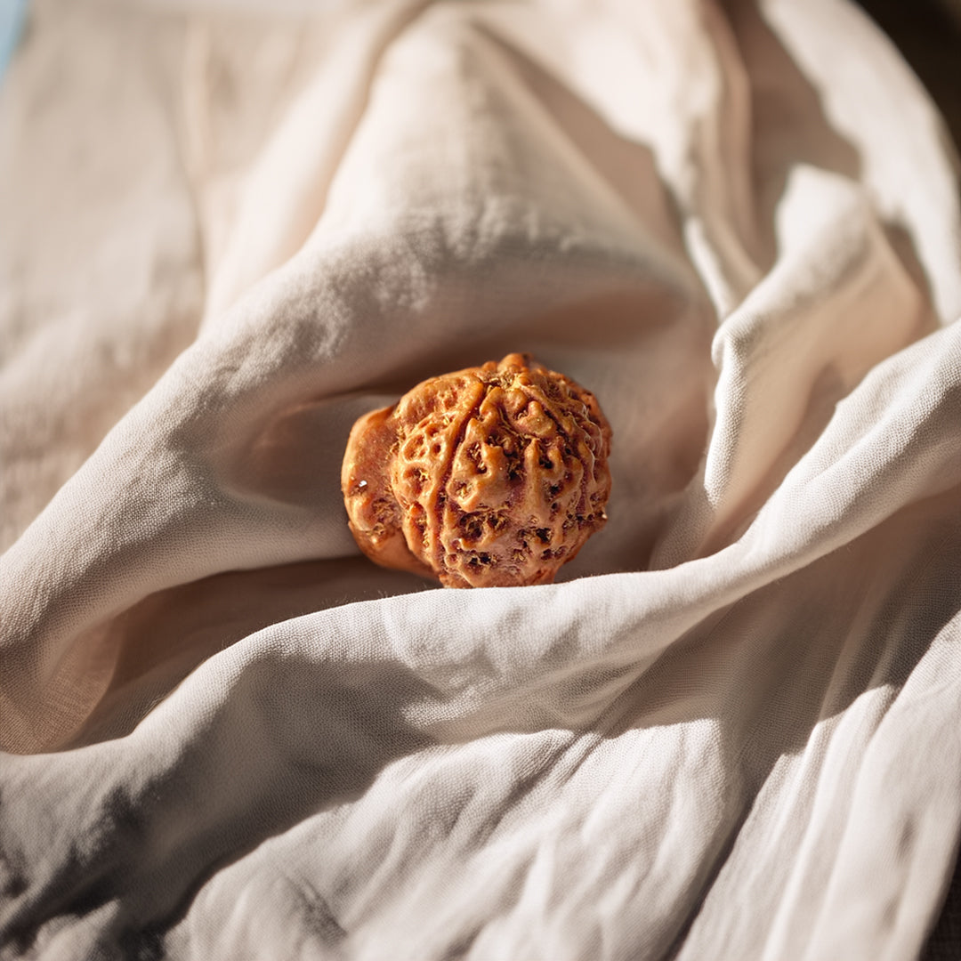 Ganesh Mukhi Rudraksha