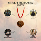 Nepal Origin 6 Mukhi Rudraksha