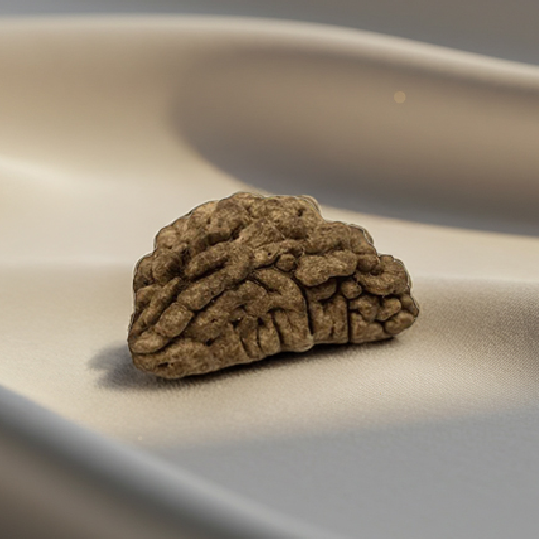 Nepal Origin 1 Mukhi Rudraksha