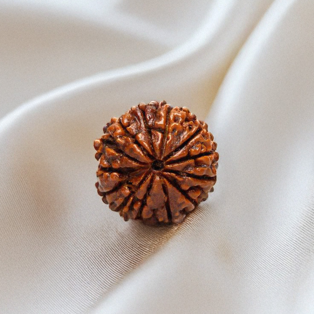 Nepal Origin 13 Mukhi Rudraksha