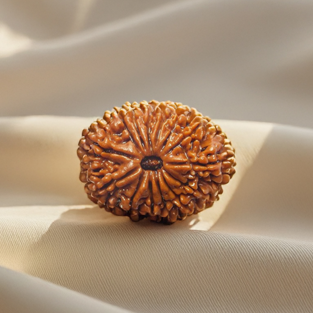 Nepal Origin 14 Mukhi Rudraksha