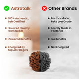 Nepal Origin 7 Mukhi Rudraksha (Silver Capped)